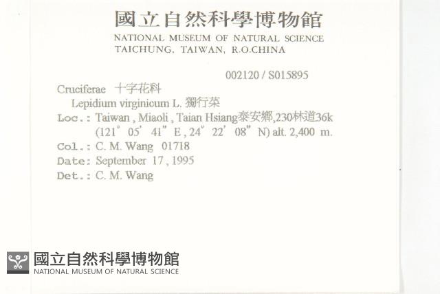 獨行菜藏品圖，第2張