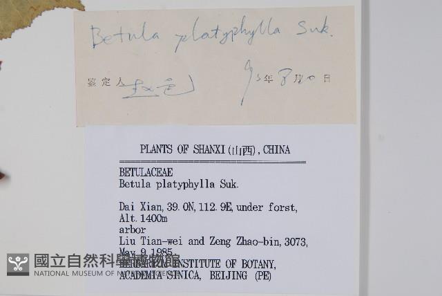 白樺、粉樺、臭樺藏品圖，第2張
