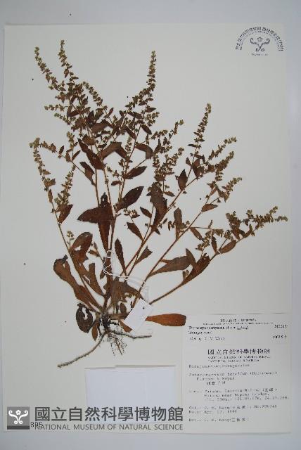 盾果草藏品圖，第1張