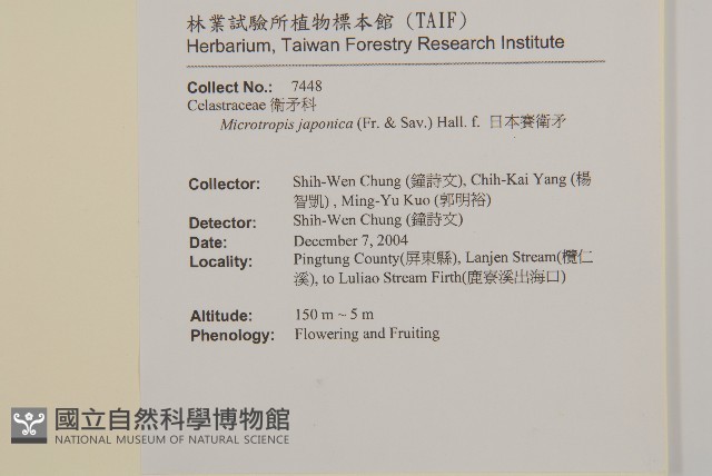 日本賽衛矛、日本假衛矛藏品圖，第2張