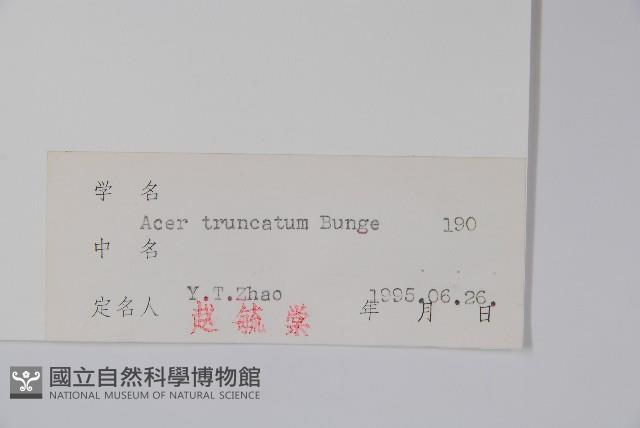 元寶槭藏品圖，第2張