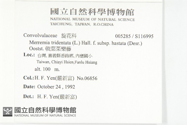 戟葉菜欒藤藏品圖，第2張