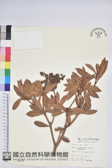 臺灣馬醉木藏品圖，第1張