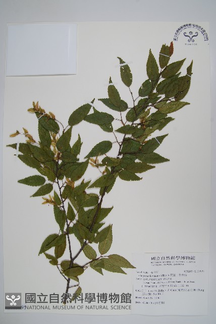 阿里山千金榆藏品圖，第1張
