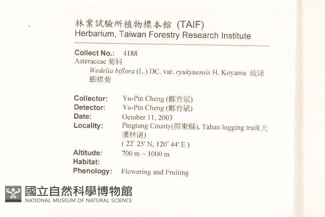 琉球蟛蜞菊藏品圖，第2張