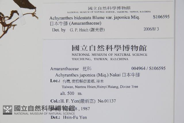 日本牛膝藏品圖，第2張