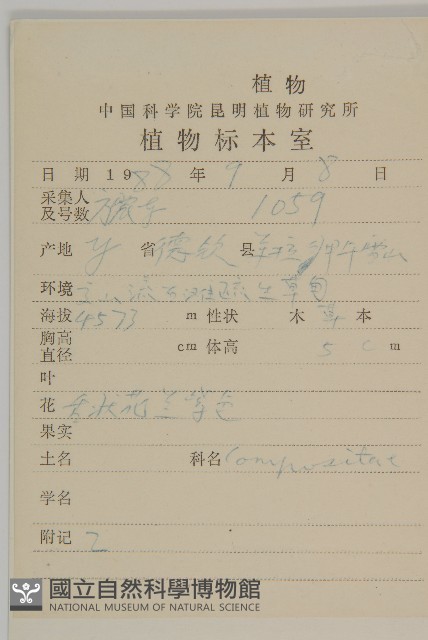 柔軟紫菀藏品圖，第2張