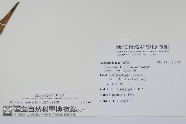 絨毛芙蓉蘭藏品圖，第2張