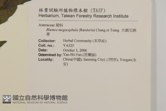 大頭艾納香藏品圖，第2張