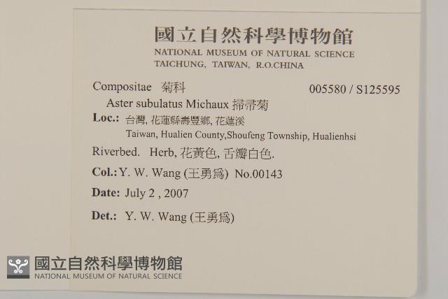 掃帚菊藏品圖，第2張