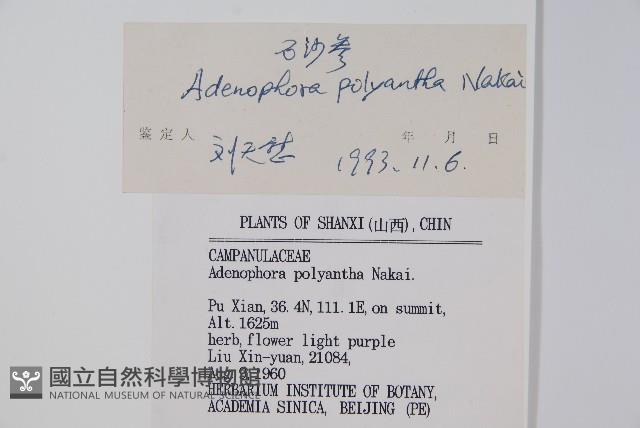 石沙參藏品圖，第2張