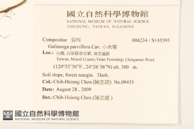 小米菊藏品圖，第2張