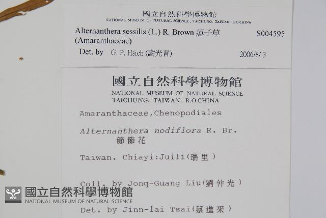 蓮子草藏品圖，第2張