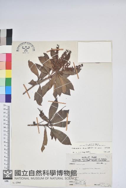 臺灣馬醉木藏品圖，第1張