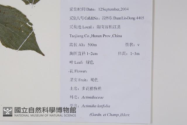 闊葉獼猴桃藏品圖，第2張