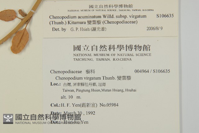 變葉藜藏品圖，第2張