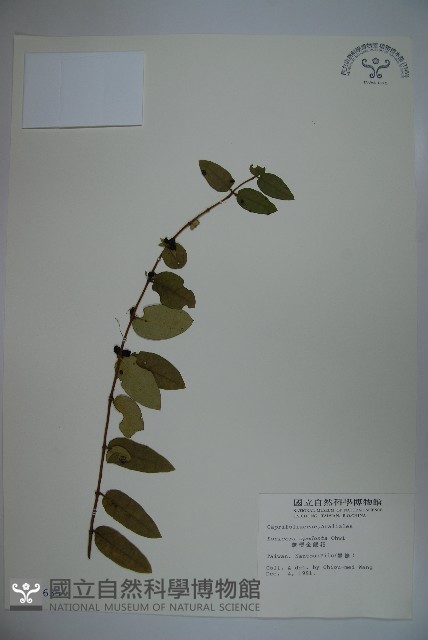 無梗忍冬藏品圖，第1張