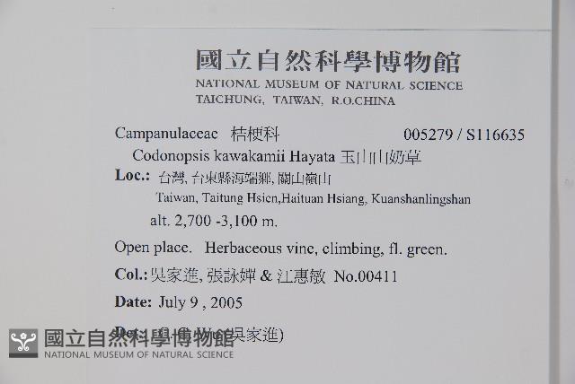 玉山山奶草藏品圖，第2張