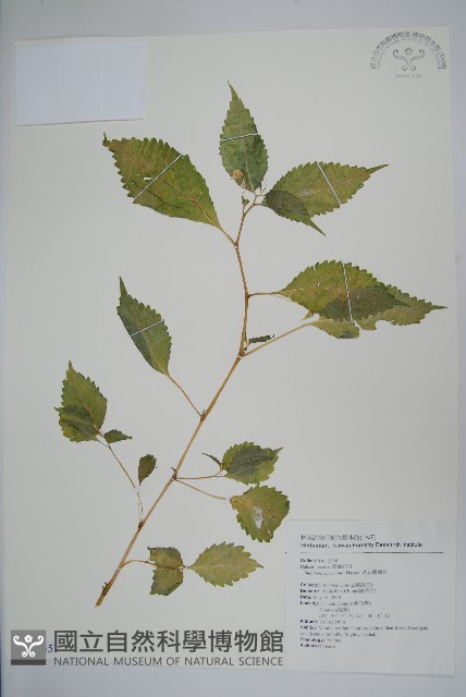 黃花鳳仙花藏品圖，第1張