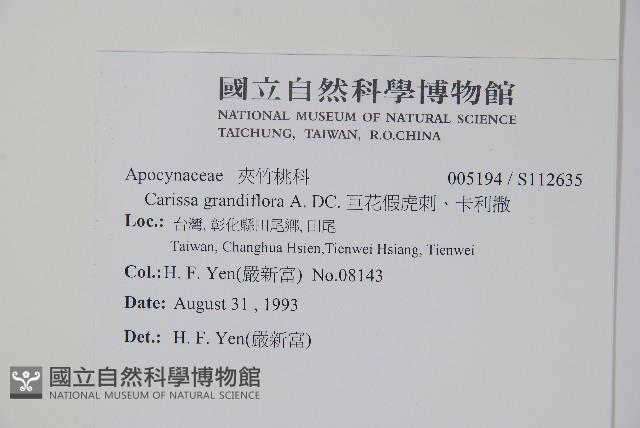 巨花假虎刺、卡利撒藏品圖，第2張