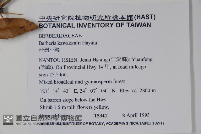 Taiwan barberry, Kawakami Barberry Collection Image, Figure 2, Total 2 Figures