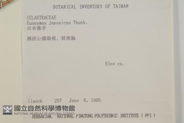 日本衛矛, 大葉黃楊藏品圖，第2張