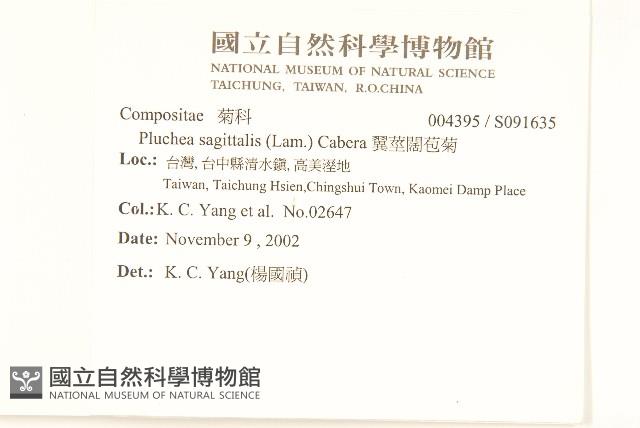 翼莖闊苞菊藏品圖，第2張