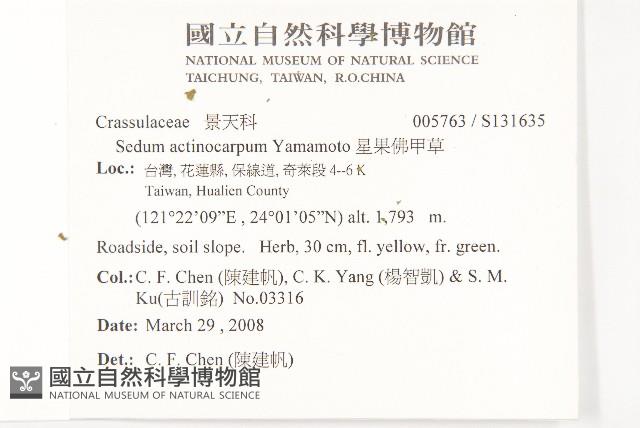 星果佛甲草藏品圖，第2張