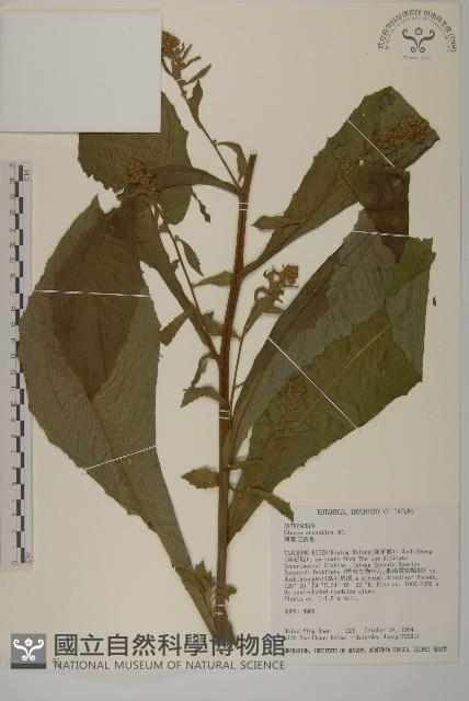 薄葉艾納香藏品圖，第2張