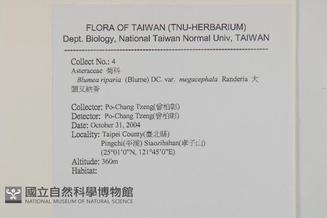 大頭艾納香藏品圖，第2張