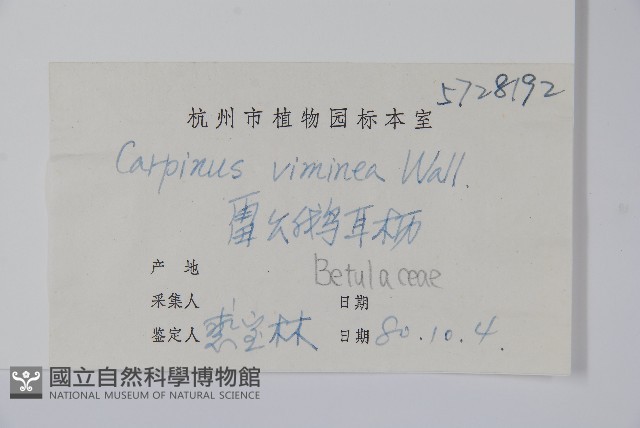 雷公鵝耳櫪藏品圖，第2張