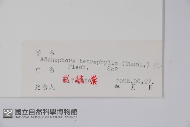 輪葉沙參藏品圖，第2張