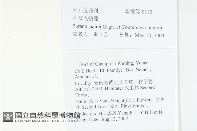 小萼飛娥藤藏品圖，第2張