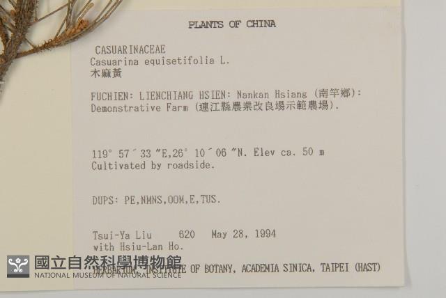 木麻黃藏品圖，第2張