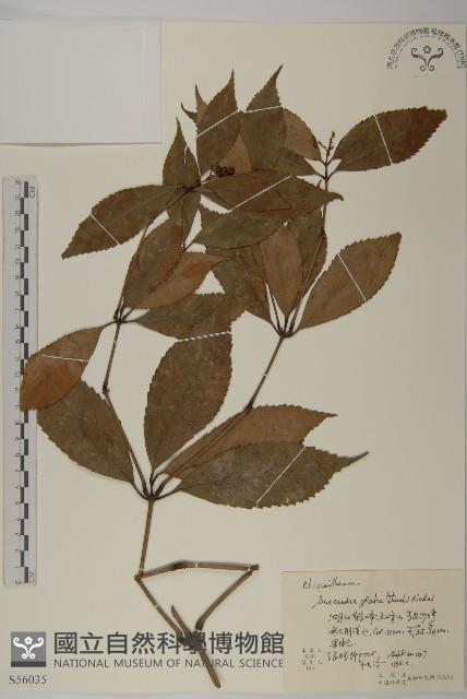 草珊瑚、紅果金粟蘭藏品圖，第1張