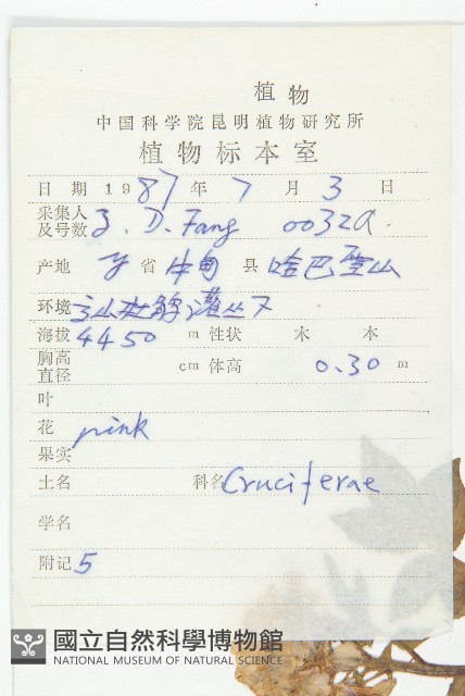 紫花碎米薺藏品圖，第2張