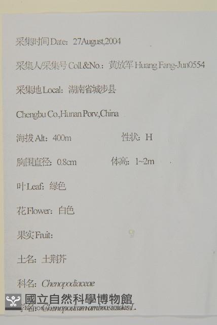 臭杏、土荊芥藏品圖，第2張