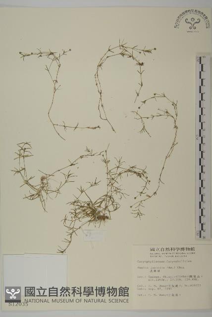 瓜槌草、漆姑草藏品圖，第1張