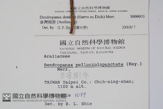 臺灣樹參藏品圖，第2張