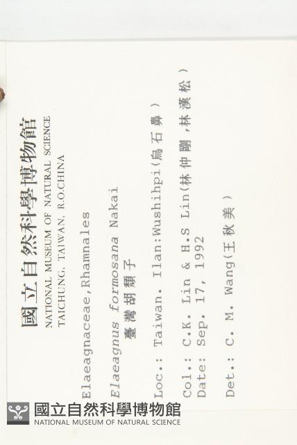 臺灣胡頹子藏品圖，第2張