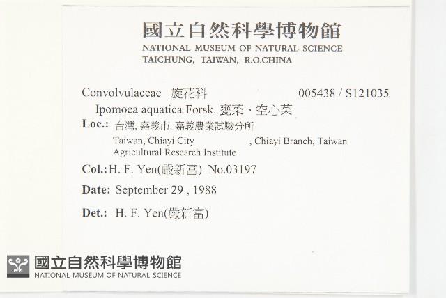 甕菜、空心菜藏品圖，第2張