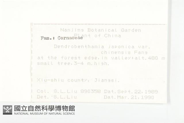 四照花藏品圖，第2張