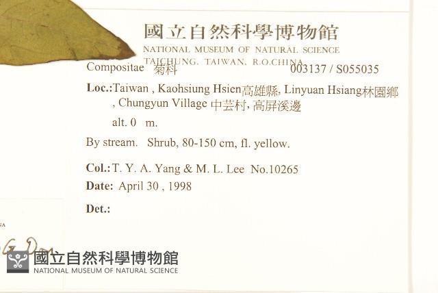 美洲闊苞菊藏品圖，第2張