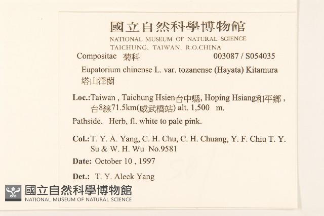 塔山澤蘭藏品圖，第2張