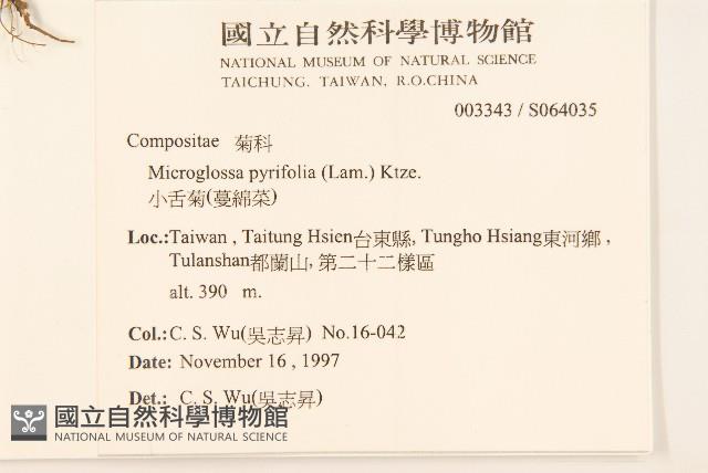 小舌菊、蔓綿菜藏品圖，第2張