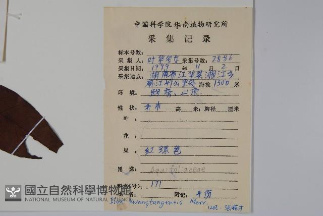 廣東冬青藏品圖，第2張