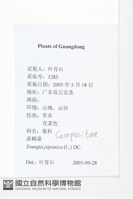 黃鵪菜藏品圖，第2張