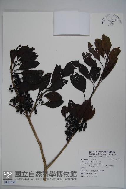 鐵冬青藏品圖，第1張