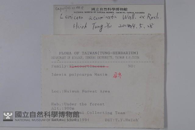 阿里山忍冬、漸尖葉忍冬藏品圖，第2張
