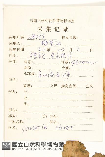 苞葉風毛菊藏品圖，第2張